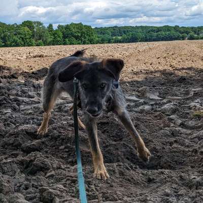 Hundetreffen-Spazieren und spielen Pye-Bild