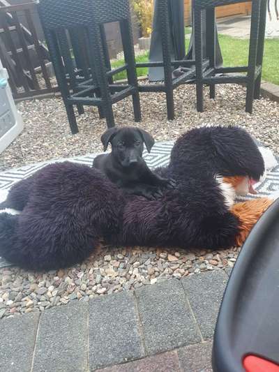 Welpen Bilder !-Beitrag-Bild