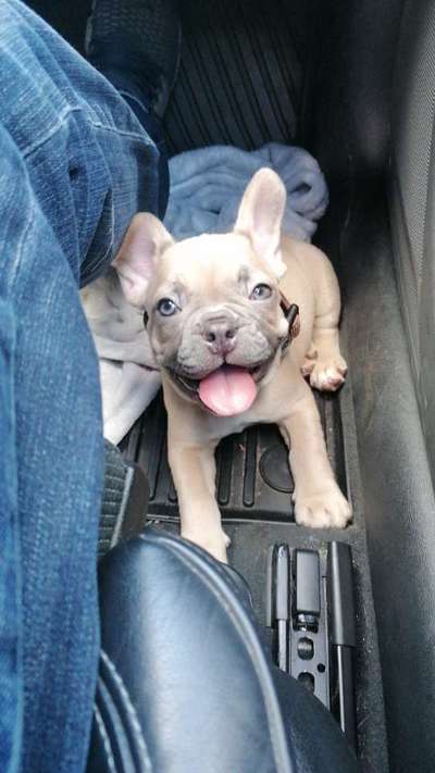 Zeigt her eure Frenchi-Beitrag-Bild