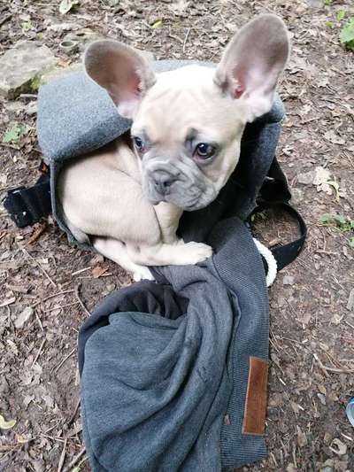 Zeichnungen eurer Hunde-Beitrag-Bild