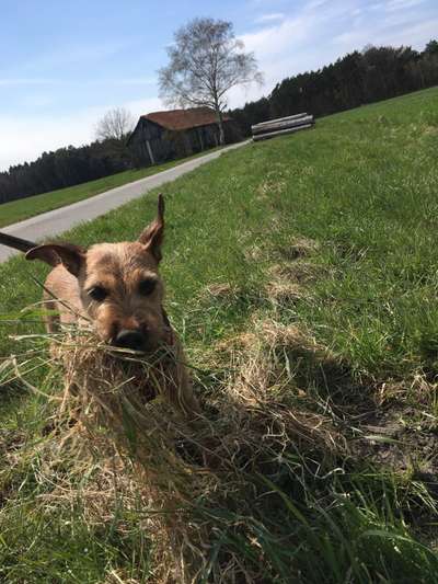 Die Dogorama Monats Challenge "Es grünt und blüht"-Beitrag-Bild