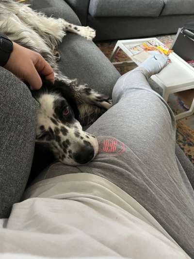 98.Fotochallange  - Hunde zeigen Zuneigung-Beitrag-Bild