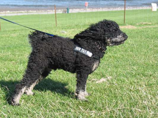 Foto Challenge Nr. 137 - Lass die Ohren fliegen-Beitrag-Bild