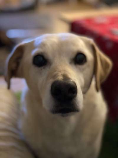 Labradorfans-Beitrag-Bild