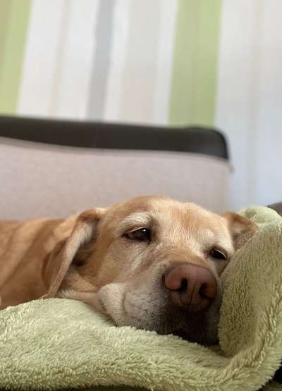 Labradorfans-Beitrag-Bild