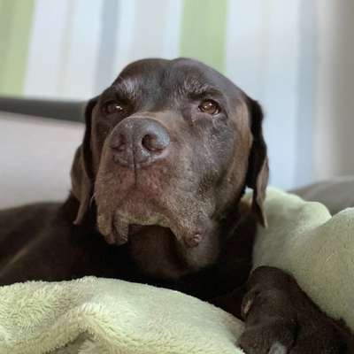 Labradorfans-Beitrag-Bild