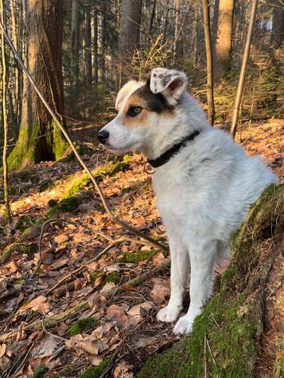 Meine Hündin braucht soo viel Auslauf!-Beitrag-Bild