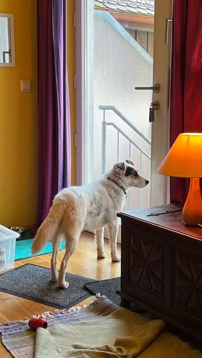 Meine Hündin braucht soo viel Auslauf!-Beitrag-Bild