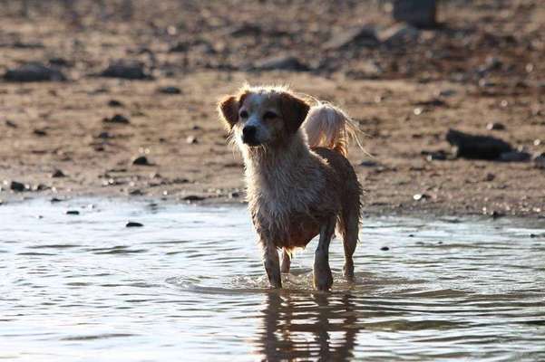 Dein Hund im Dogorama-Kalender 2021-Beitrag-Bild