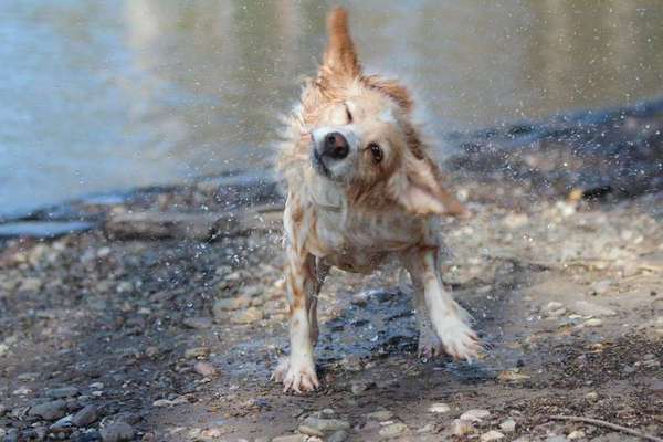 Dein Hund im Dogorama-Kalender 2021-Beitrag-Bild