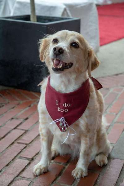 Dein Hund im Dogorama-Kalender 2021-Beitrag-Bild