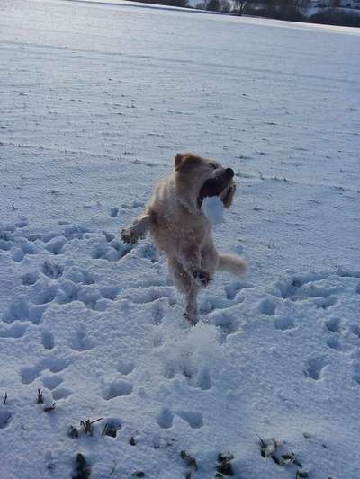 Dein Hund im Dogorama-Kalender 2021-Beitrag-Bild