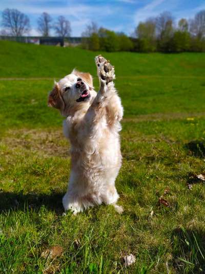 Die Dogorama Kalender Challenge Teil 1/4-Beitrag-Bild