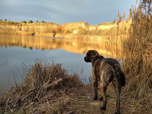 Dogorama-Monats-Challenge-Mai "Wasser"-Beitrag-Bild