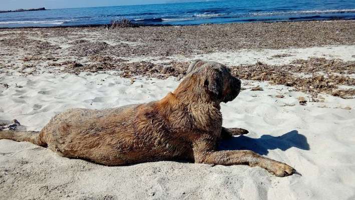 Dogorama-Monats-Challenge-Mai "Wasser"-Beitrag-Bild