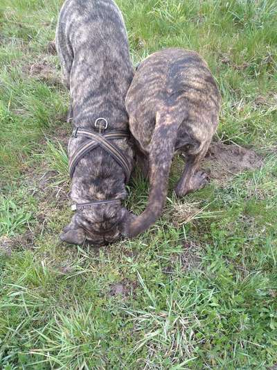 Die Dogorama Wochen Challenge "Friends will be Friends"-Beitrag-Bild