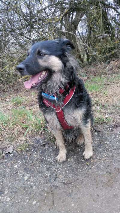 Auslandstierschutz-Beitrag-Bild