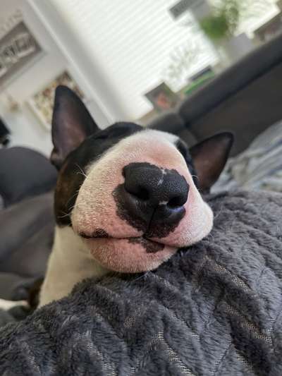Miniatur Bull Terrier-Beitrag-Bild