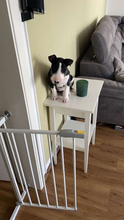 Miniatur Bull Terrier-Beitrag-Bild