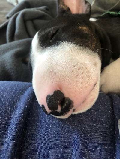 Miniatur Bull Terrier-Beitrag-Bild