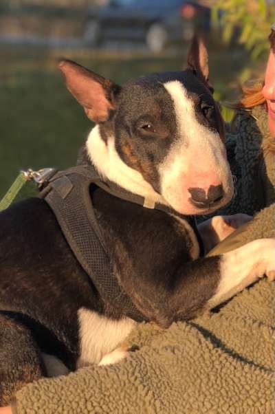 Miniatur Bull Terrier-Beitrag-Bild