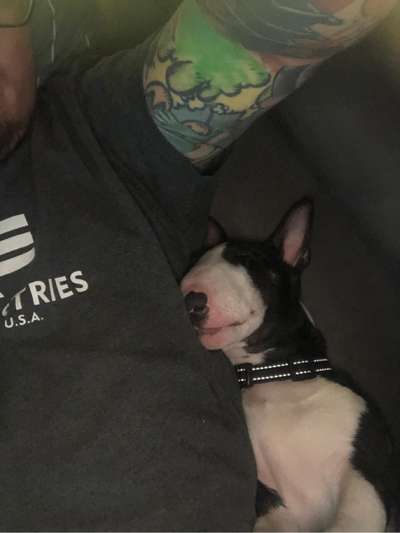 Miniatur Bull Terrier-Beitrag-Bild