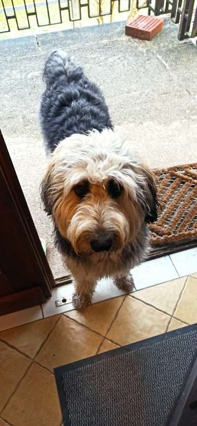 Zeigt her eure Pudel und Pudelmischlinge (:-Beitrag-Bild