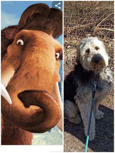 Wie heißt dein Hund?-Beitrag-Bild