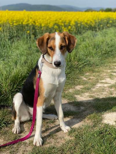 Mischlingshunde Foto Aufruf-Beitrag-Bild