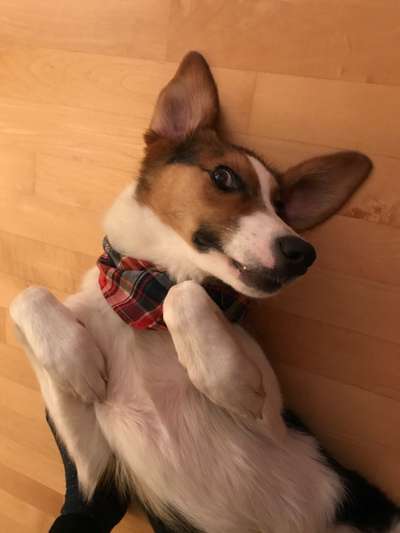 Zeigt mir die tollste Nahaufnahme von eurer Fellnase-Beitrag-Bild