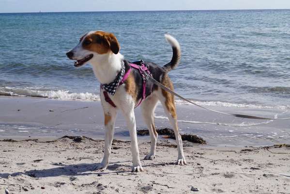 Urlaub mit oder ohne Hund und welches Transportmittel?-Beitrag-Bild