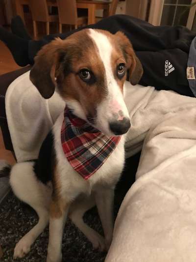 Dogorama Photo Challenge - Hundeblick zum hinschmelzen-Beitrag-Bild