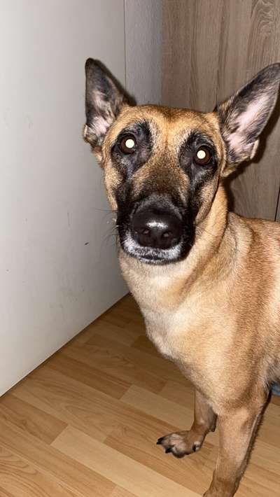 Welche Hunderasse-Beitrag-Bild