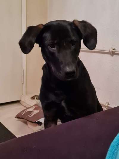 Hunde aus Griechenland-Beitrag-Bild