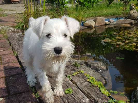 Zwergschnauzer gesucht-Beitrag-Bild