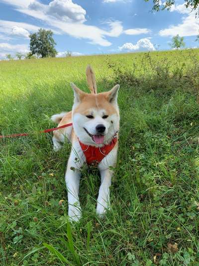 Akita Inu/American Akita (Mix) halter.-Beitrag-Bild