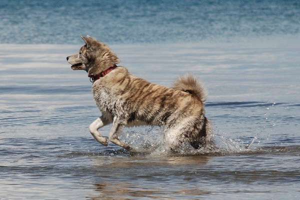 Akita Inu/American Akita (Mix) halter.-Beitrag-Bild