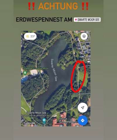 Giftköder-Erdwespen Nest am Swarte Moor See!-Bild