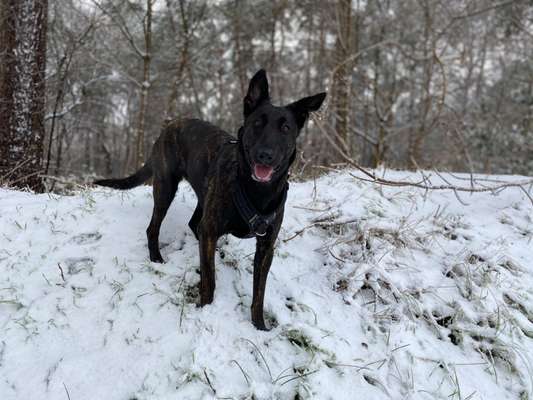 Hundetreffen-Spieltreff für große / wilde 🐕-Bild