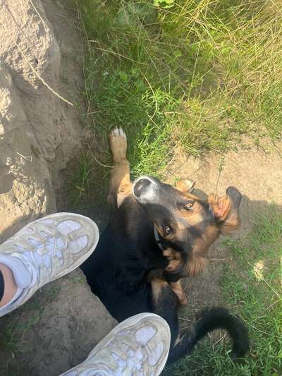 Hundetreffen-Hunde zum Spielen und gemeinsame Spaziergänge gesucht🥰-Bild