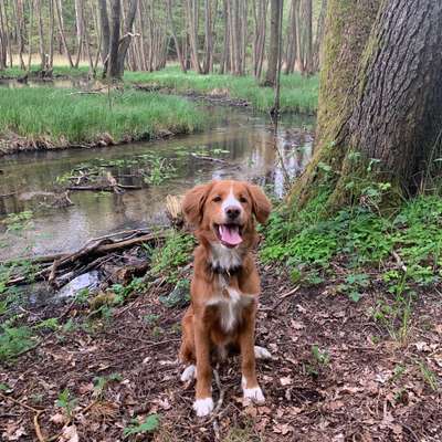 Nova Scotia Duck Tolling Retriever-Beitrag-Bild