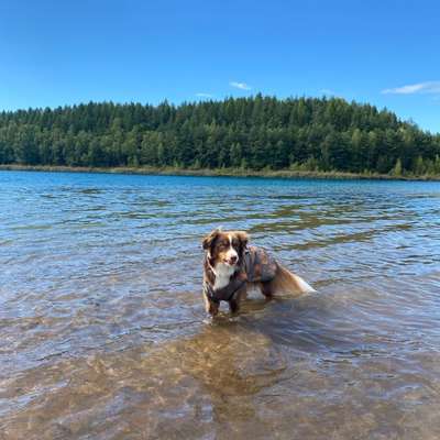 Hundetreffen-Hundesitter gesucht!-Bild