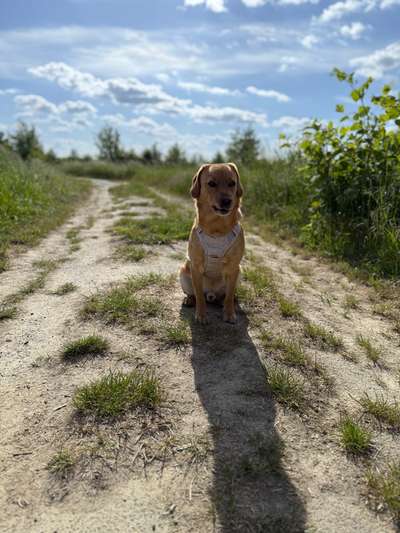 Hundetreffen-Spieltreffen/Gassirunde-Bild