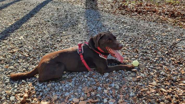 Labradorfans-Beitrag-Bild