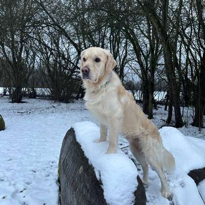 Hundetreffen-🐾 Gassi-Buddys gesucht :)-Bild