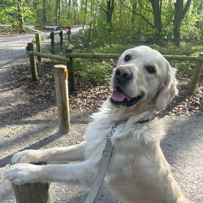 Hundetreffen-🐾 Gassi-Buddys gesucht :)-Bild