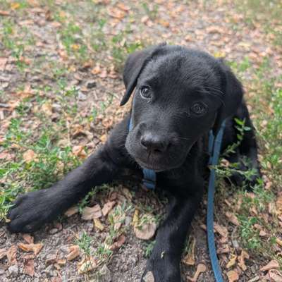 Hundetreffen-Treffen zum spielen 🐶-Bild