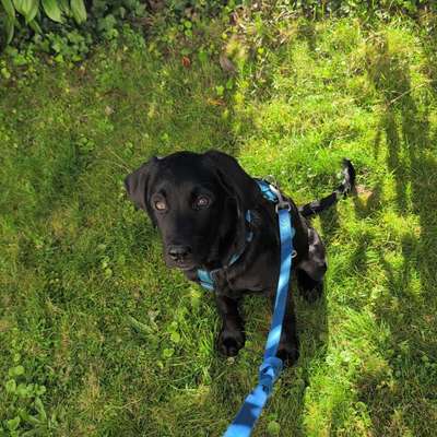 Hundetreffen-Welpen Treff-Bild