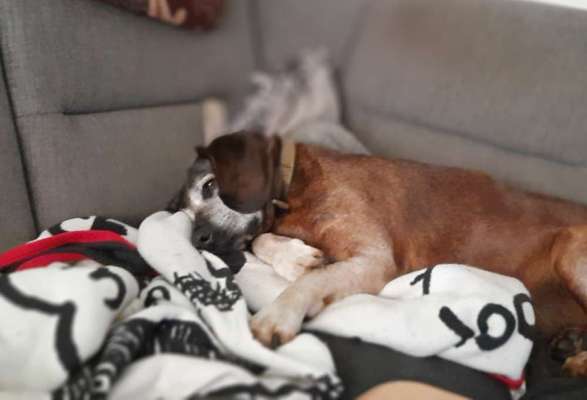 Unsere Fellnasen im Regenbogenland-Beitrag-Bild