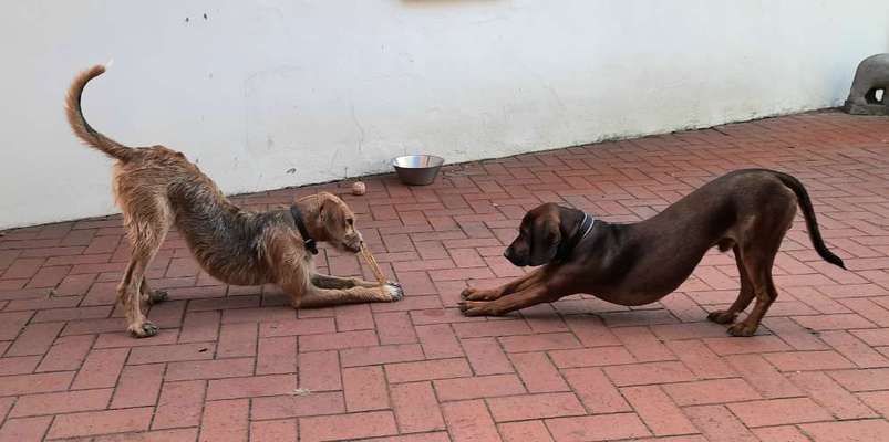 Dogorama Photo Challenge - Hündchen streckt dich-Beitrag-Bild